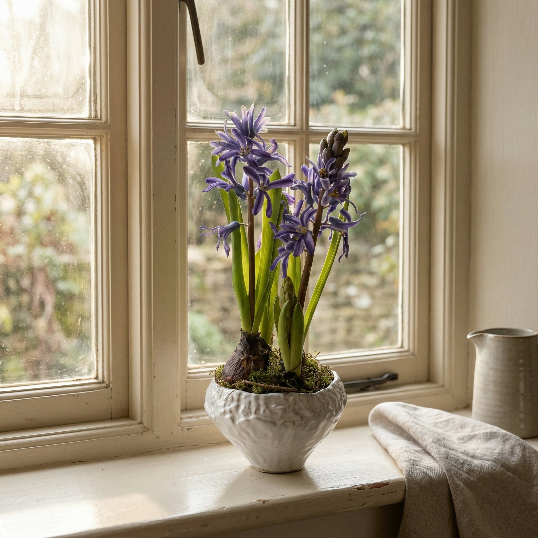 potted hyacinth plant Indigo Potted Hyacinth by Sophie Allport