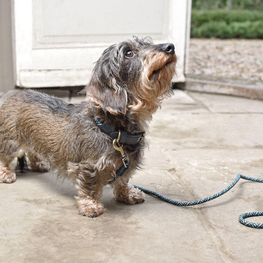 Teal Rope Lead by Sophie Allport