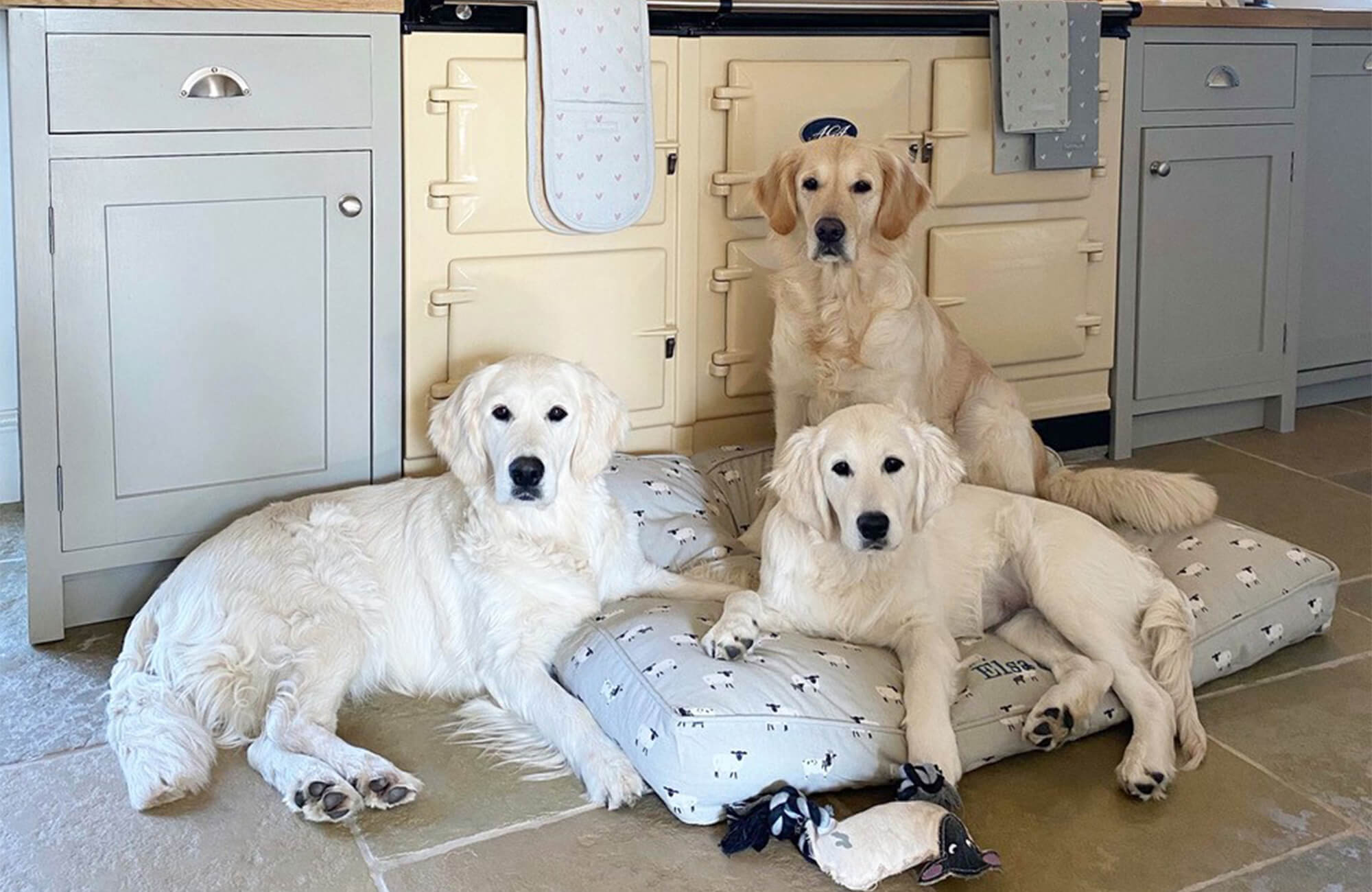 Q&A With Lisa & Her Golden Retrievers From @thelinenheart