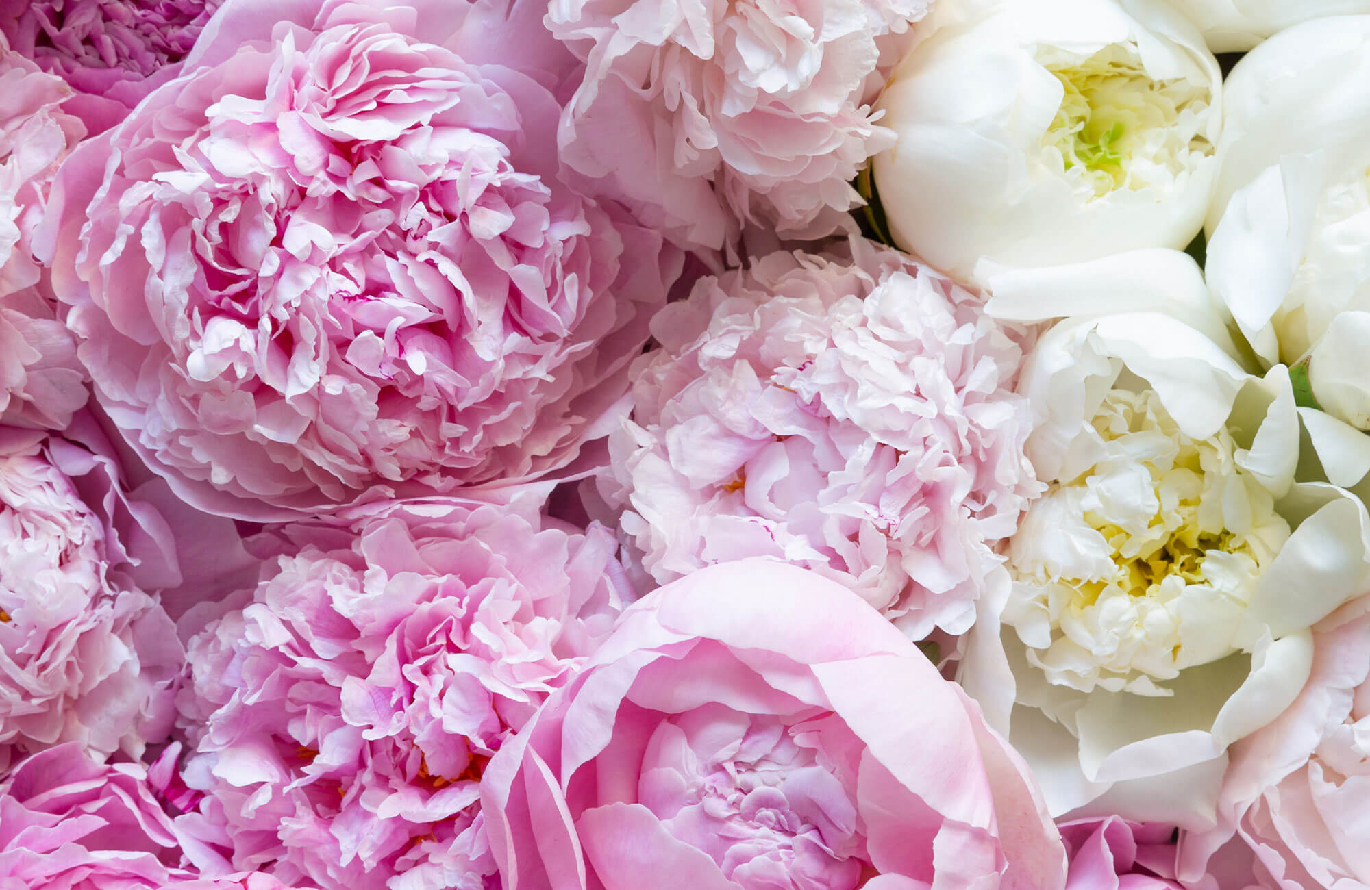 Peony facts for gardeners