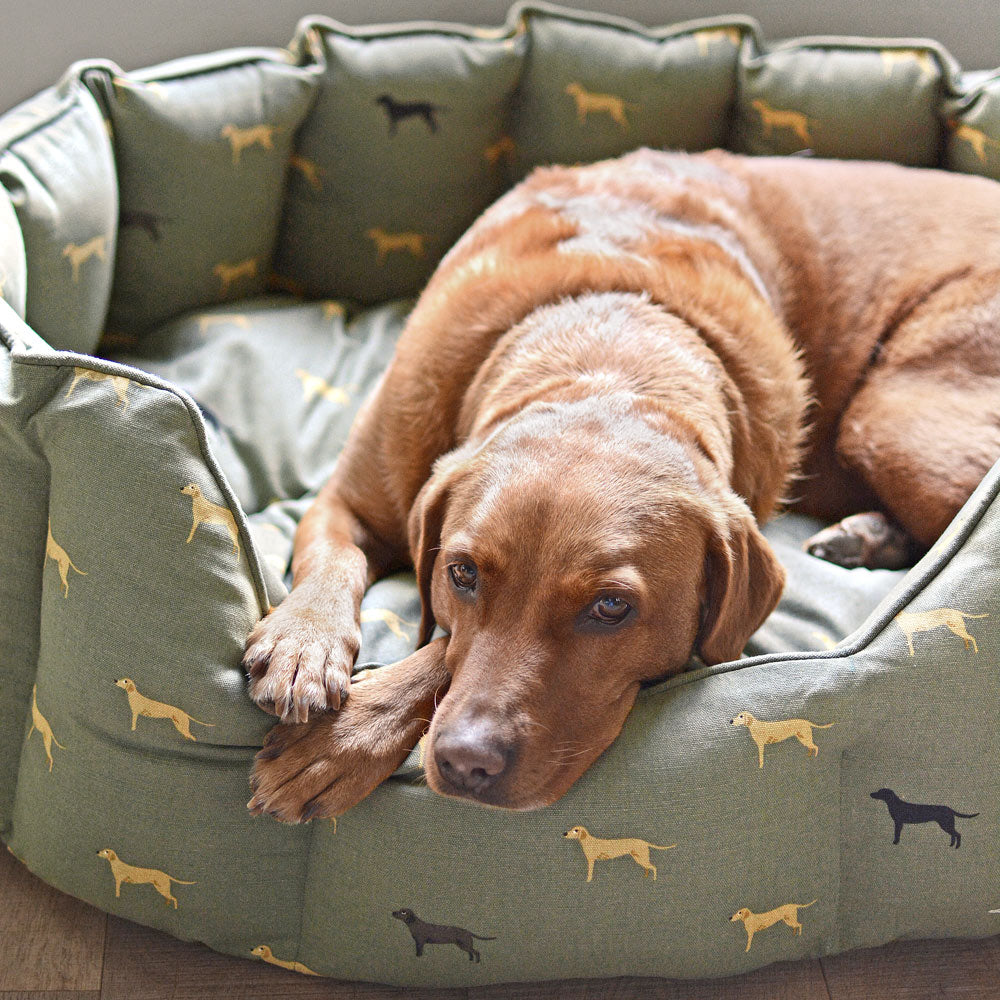Amazing dogs the Sophie Allport team love