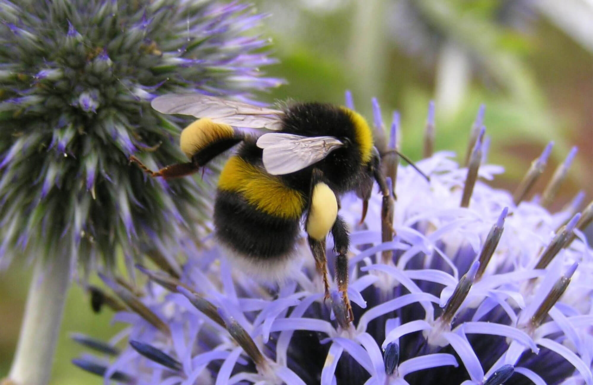 Why are bumblebees so important?