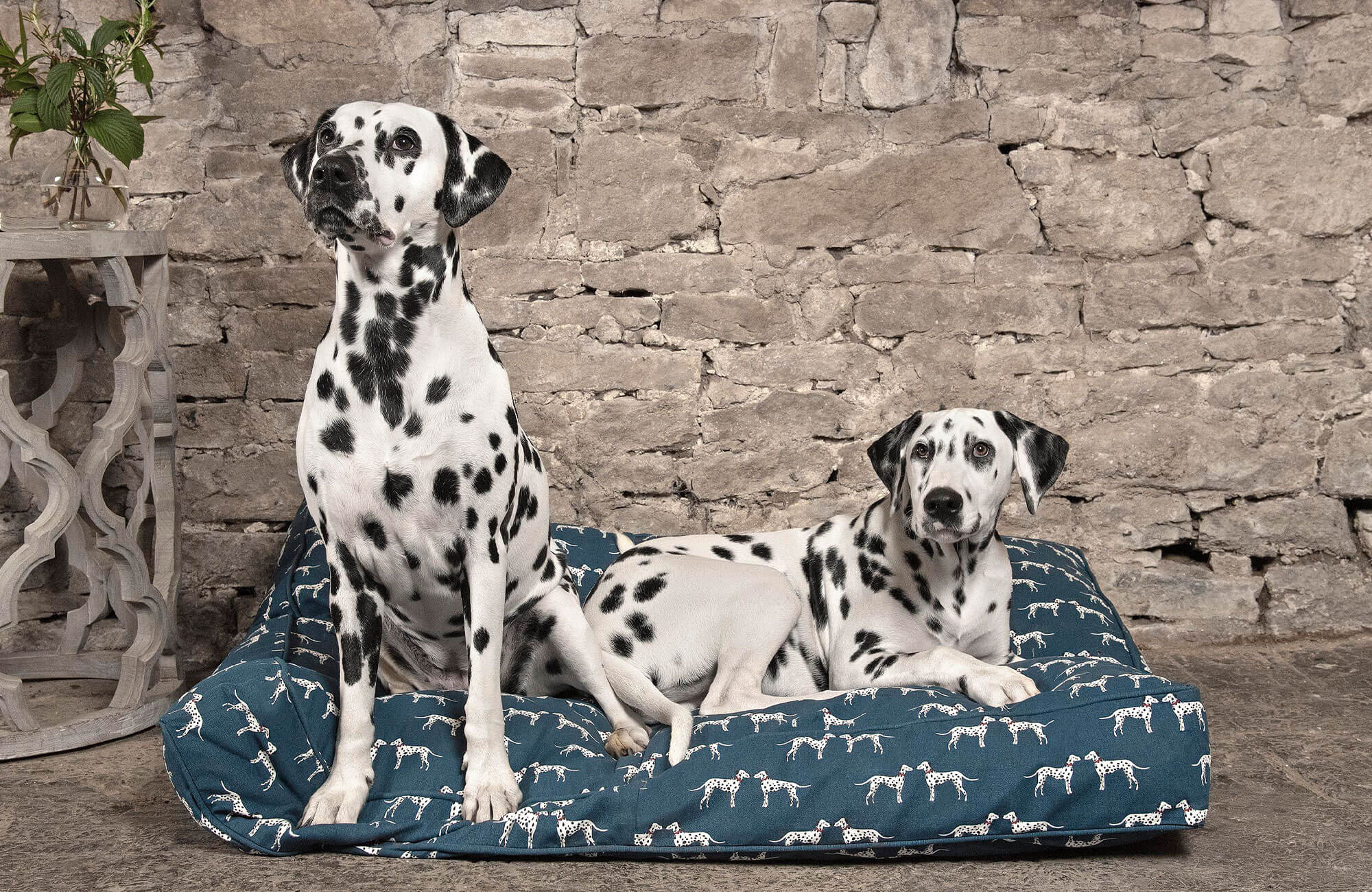 6 Facts About Dalmatians