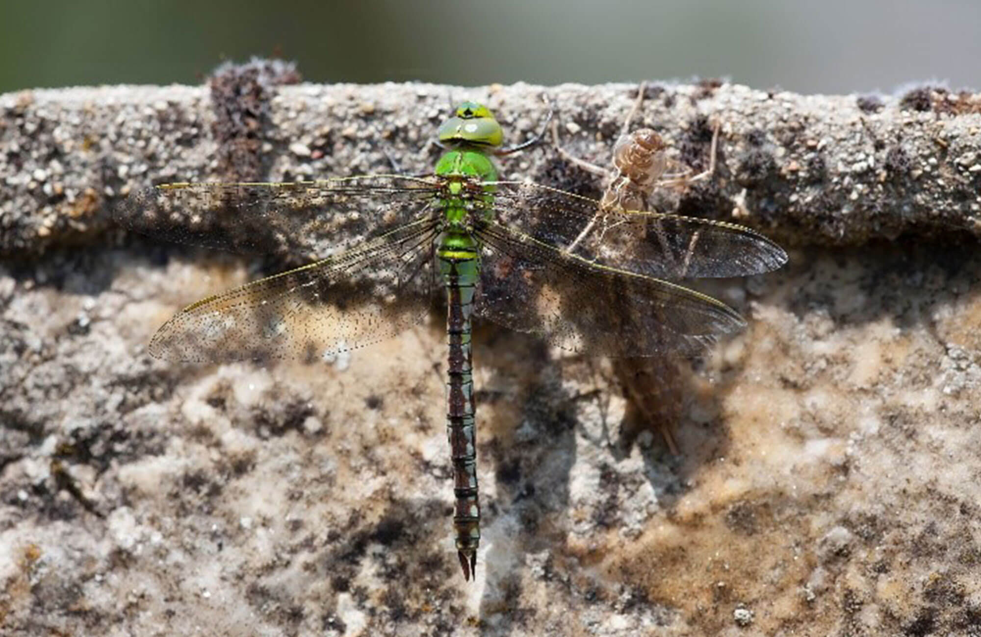 Dragonfly facts from the Dragonfly Society. Why we love Dragonflies.
