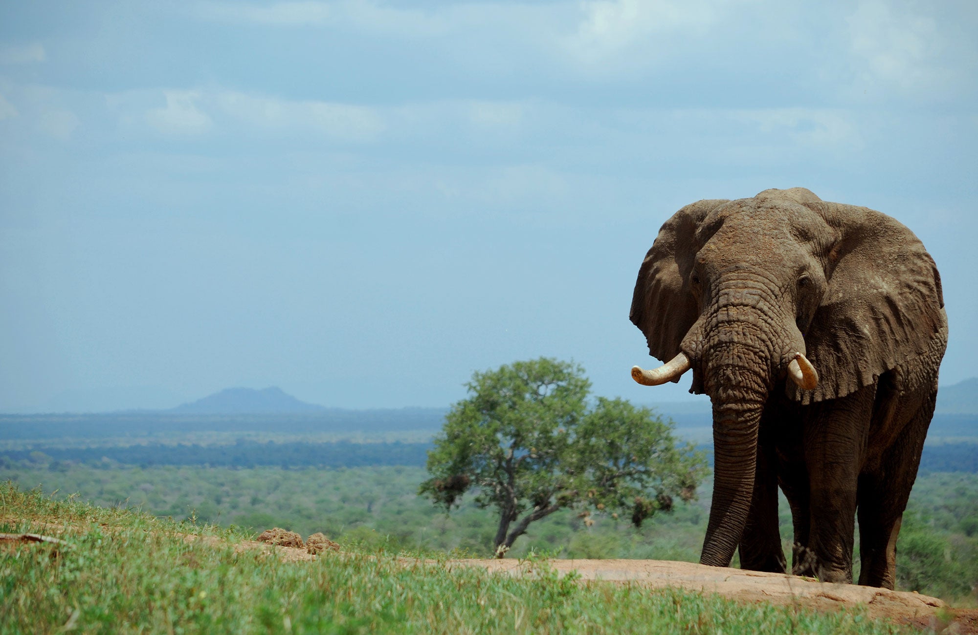 10 Extraordinary Elephant Facts