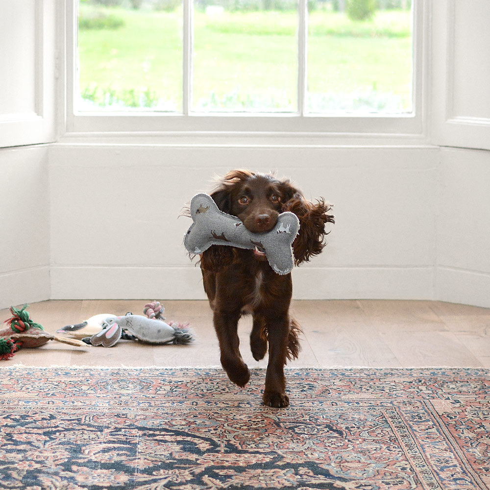 Behind the scenes of the Sophie Allport dog photo shoot