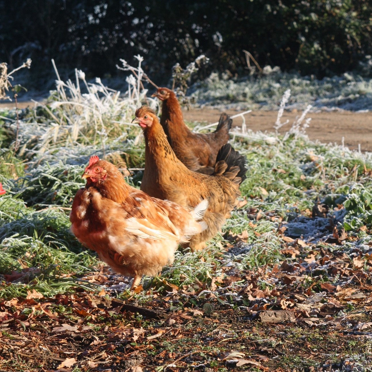 Reasons to keep chickens