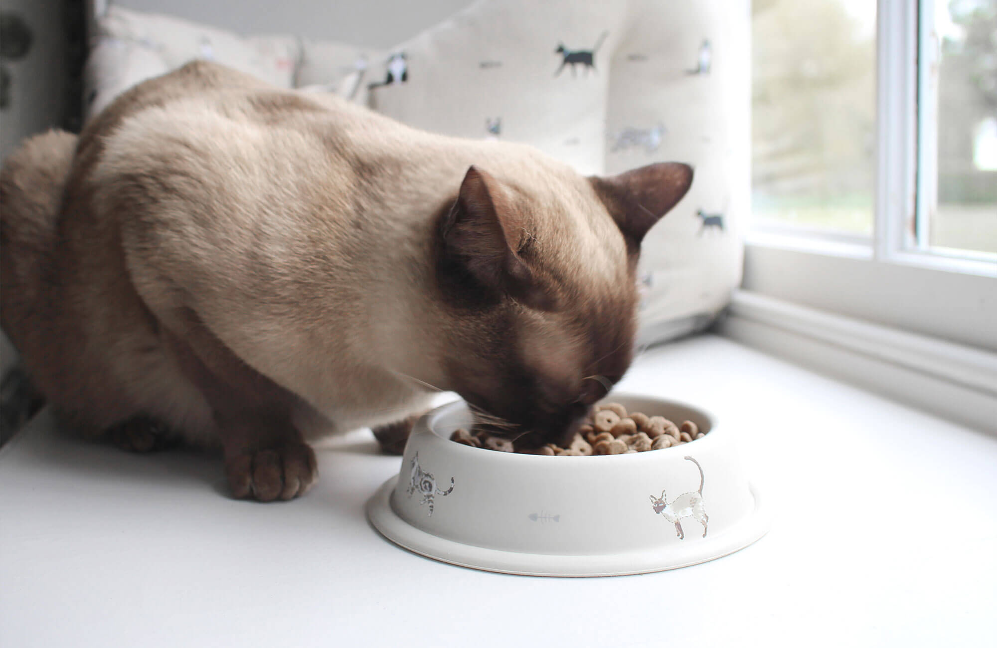 5 Reasons Why Cats Make Great Pets