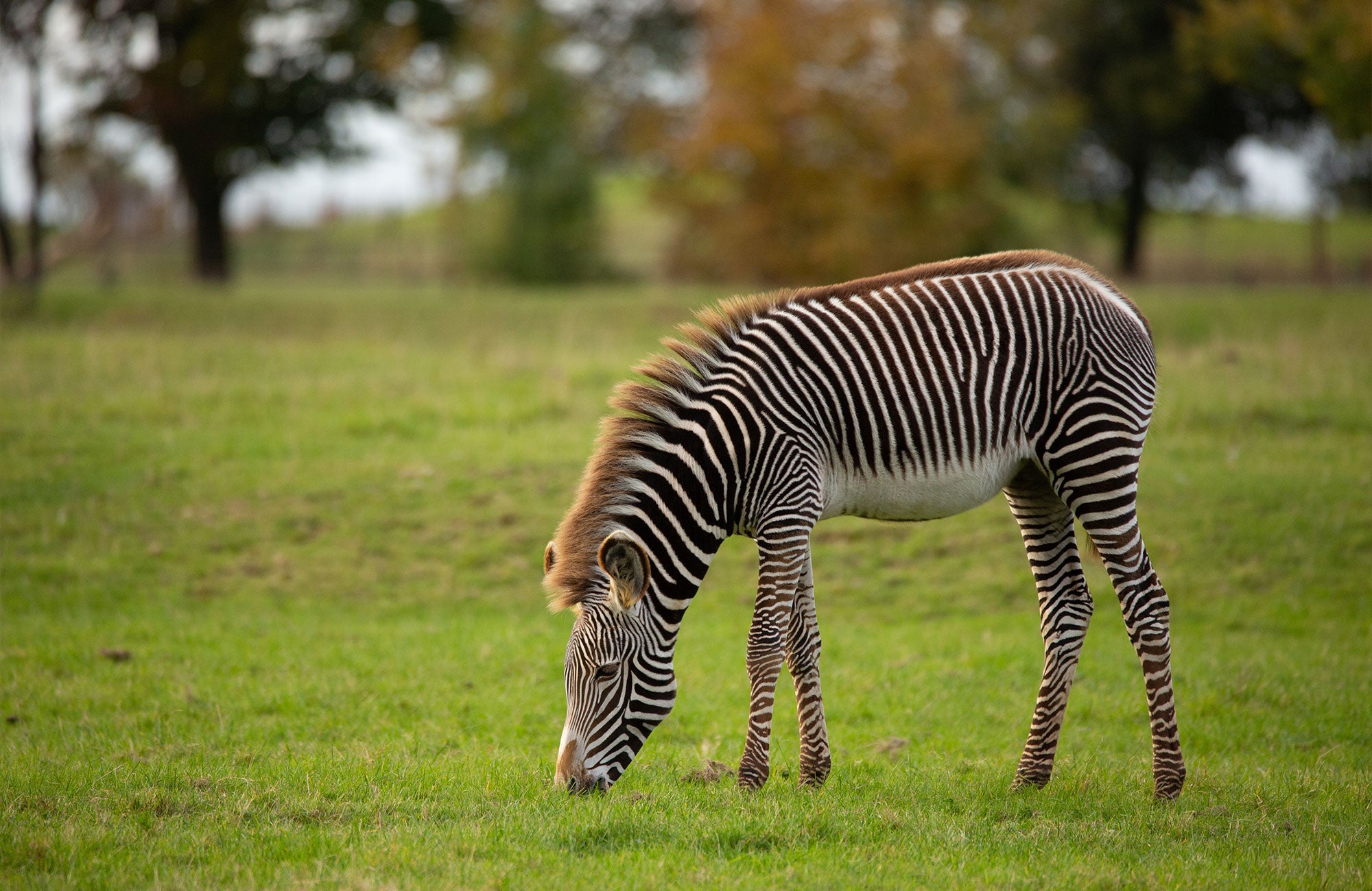 Sophie's Top Ten Interesting Zebra Facts