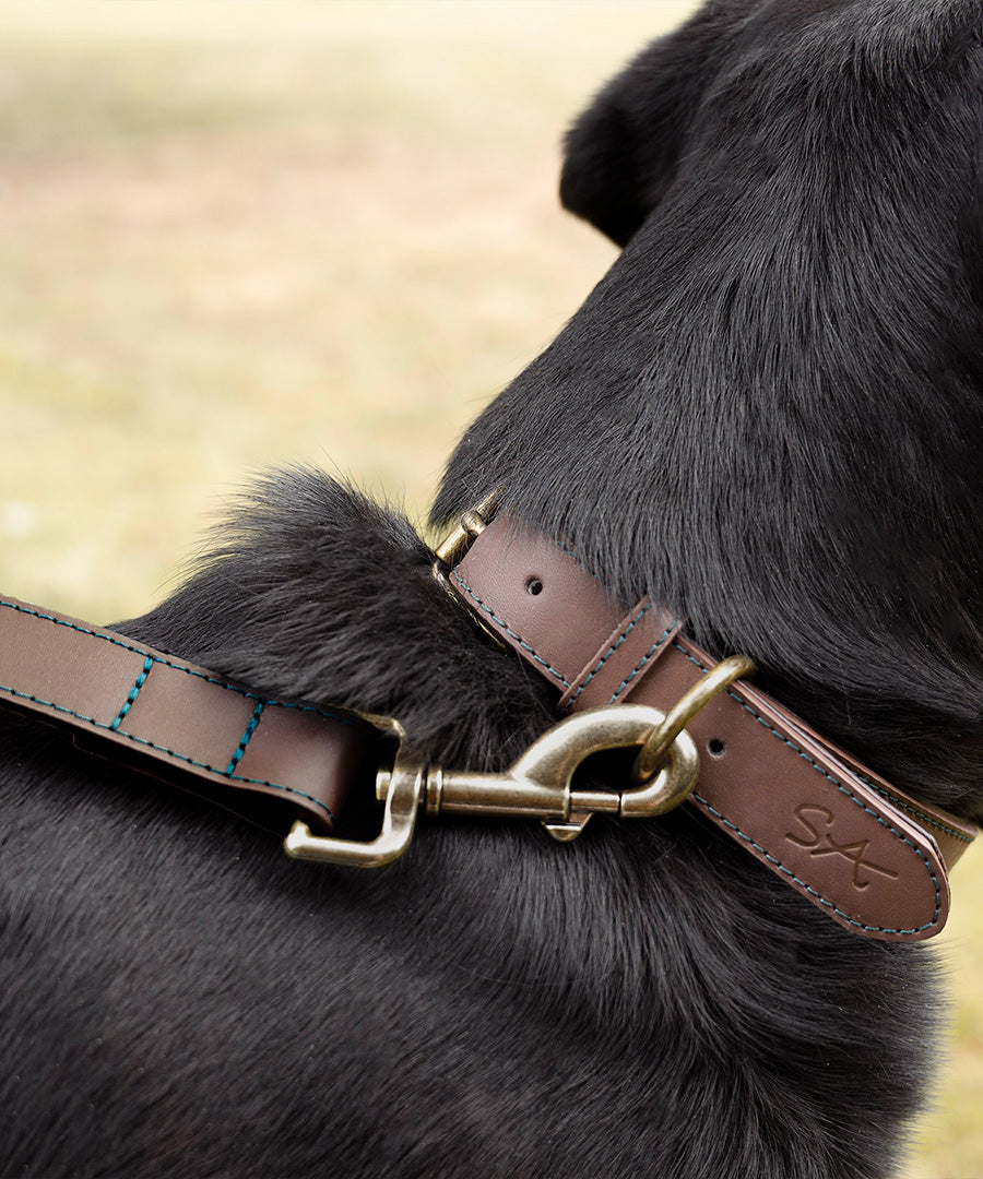 Dog Collars & Leads