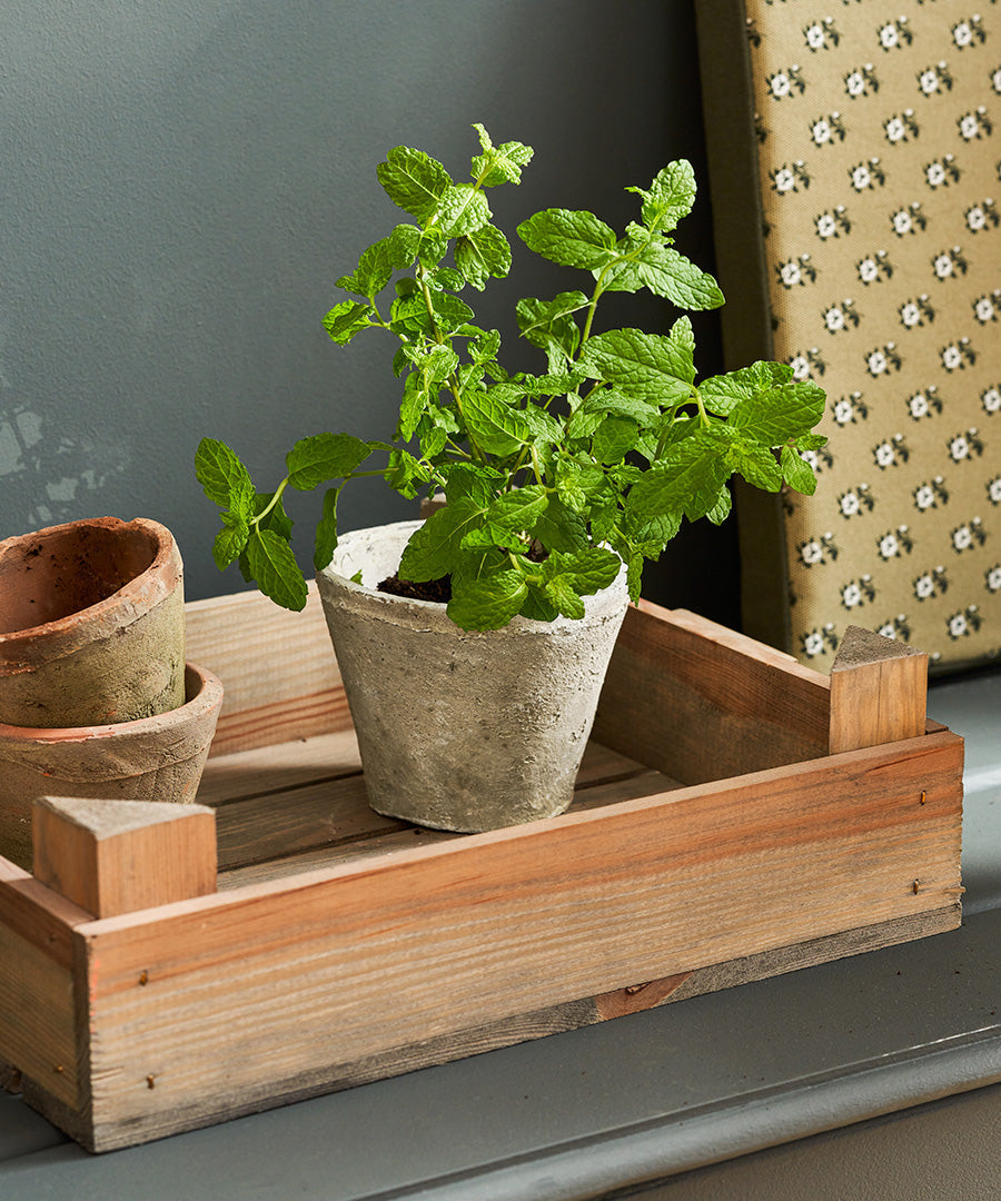 Garden Accessories