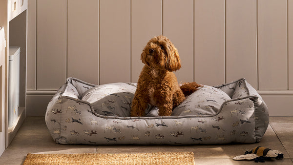 Pet Accessories