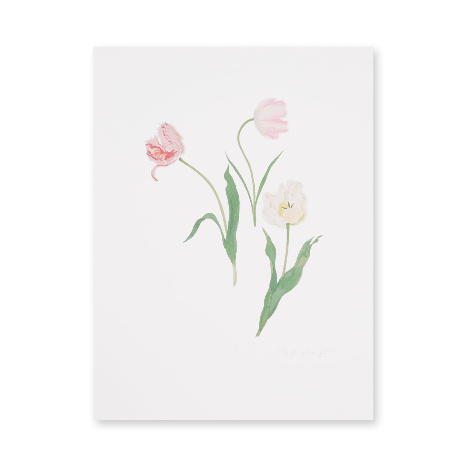 Multi Tulips Print