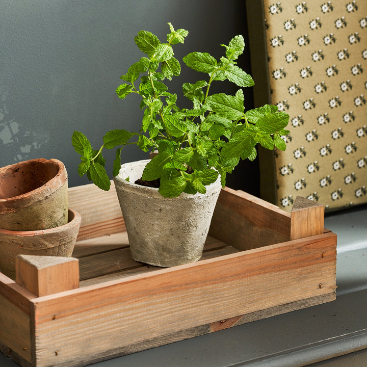 Aged Stone Terracotta Pot by Sophie Allport