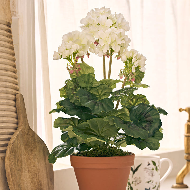 White Potted Geranium