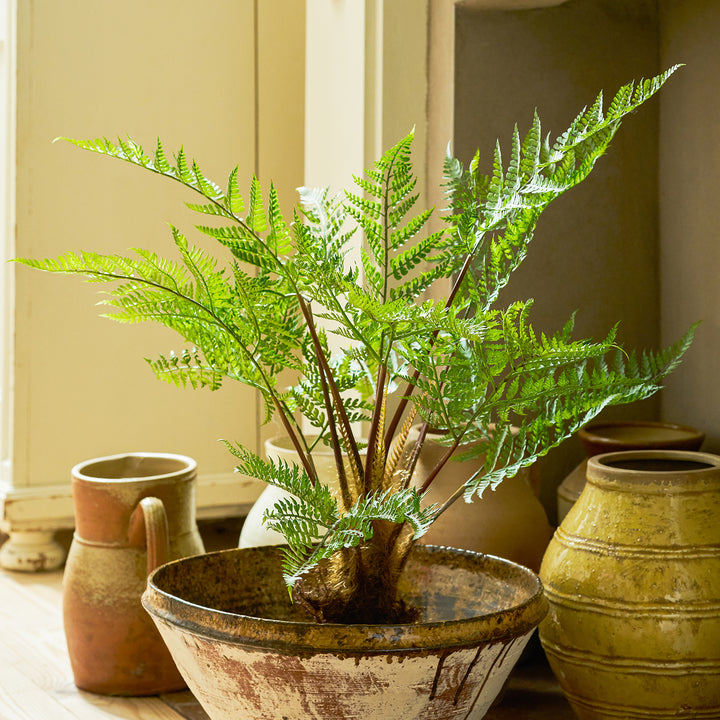 Fern Tree