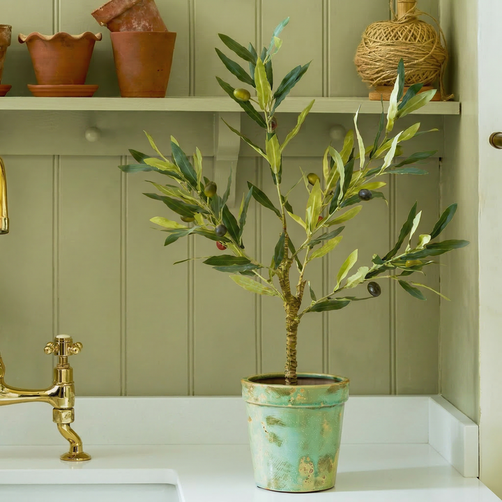 Olive Tree