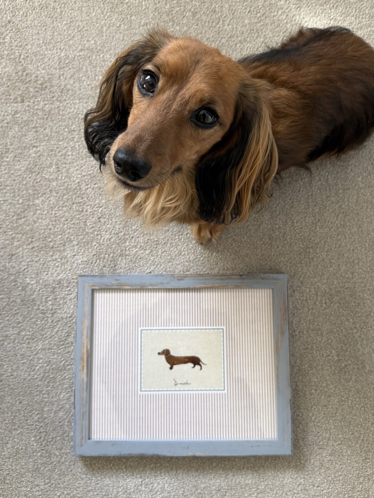 Dexter the dachshund looking up beside a framed personalised dachshund print