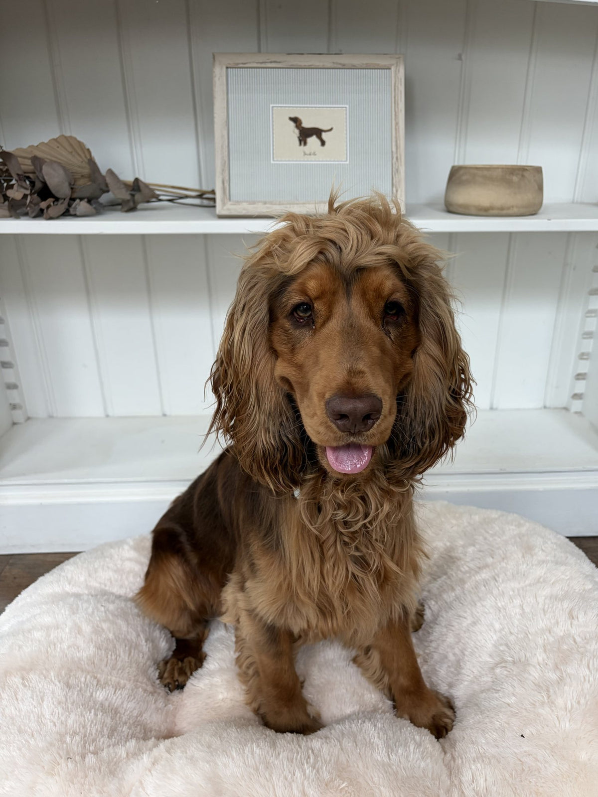 Pablo the cocker spaniel sitting on a dog bed beneath a framed personalised dog print