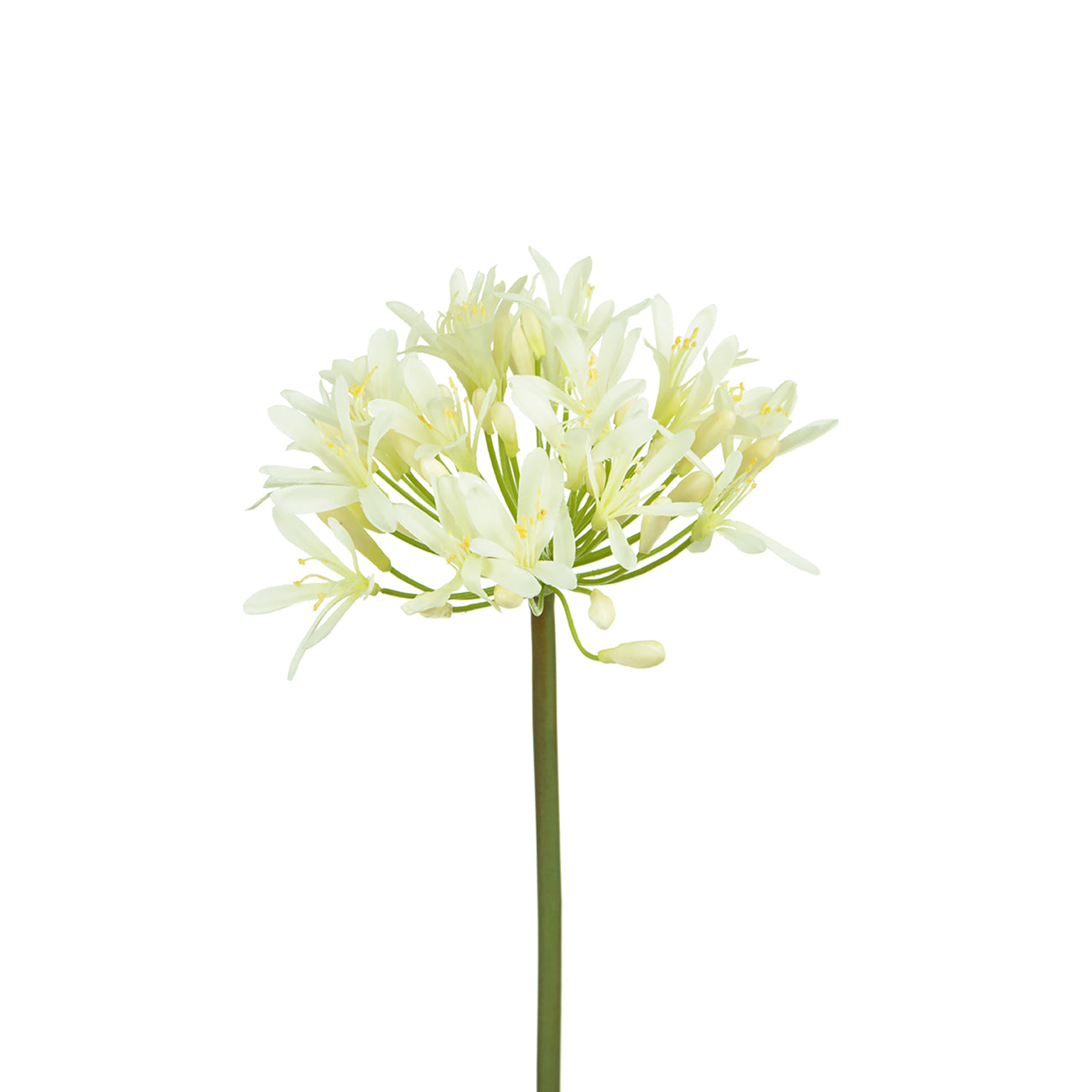 Faux White Agapanthus by Sophie Allport