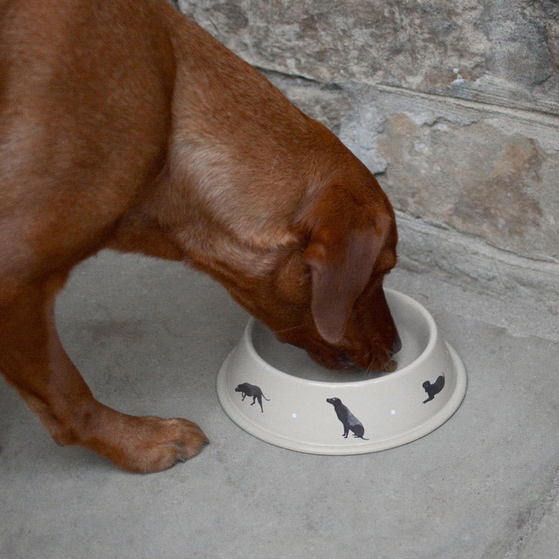Labrador Dog Bowl
