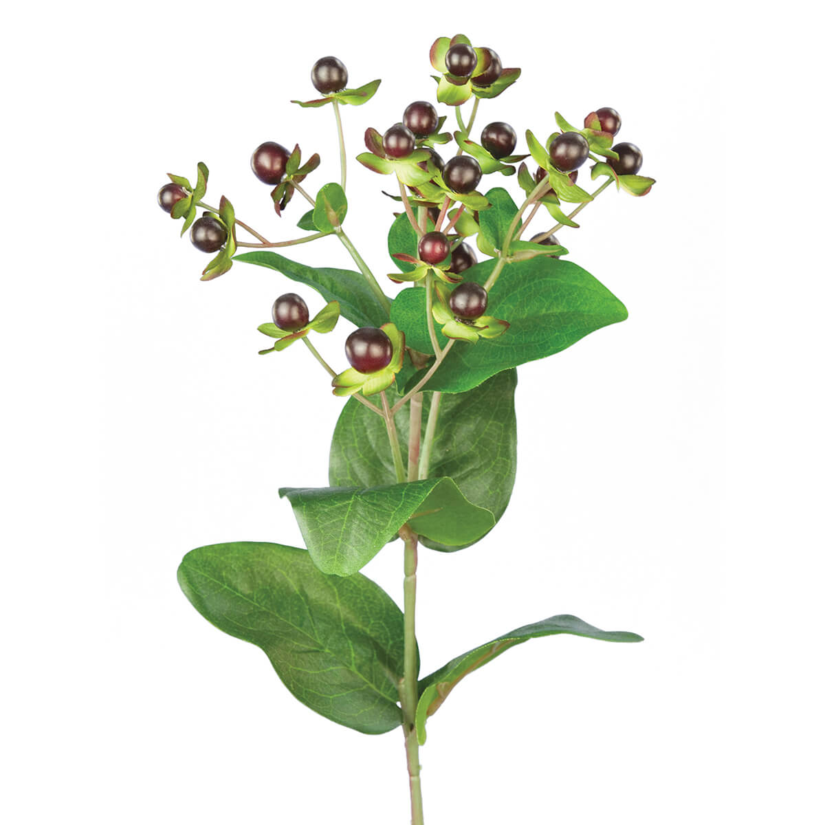 Hypericum Burgundy