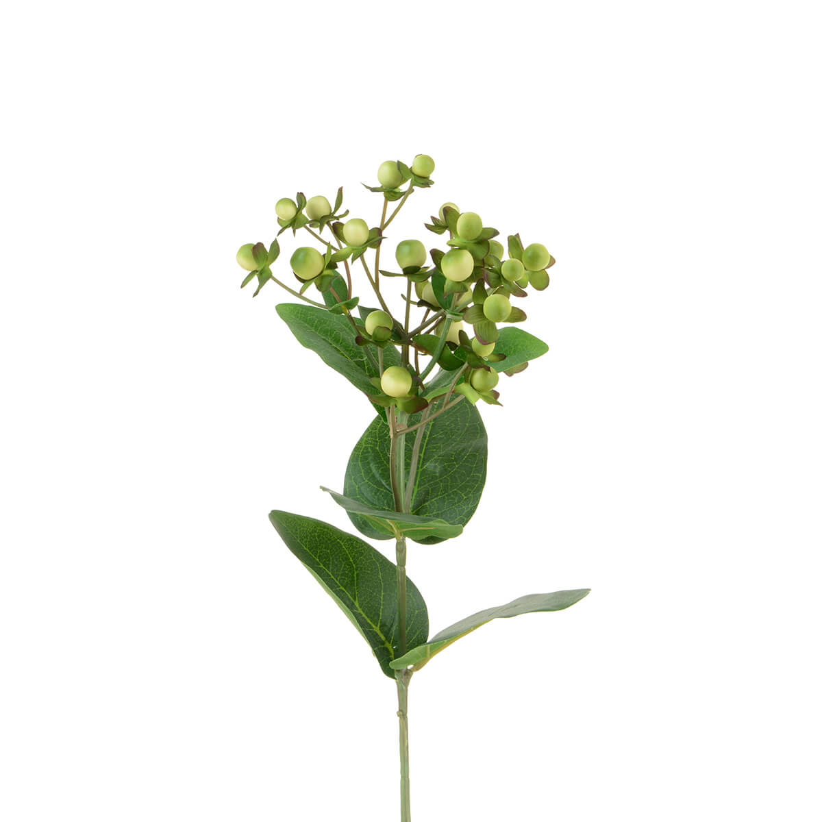 Hypericum Cream Green