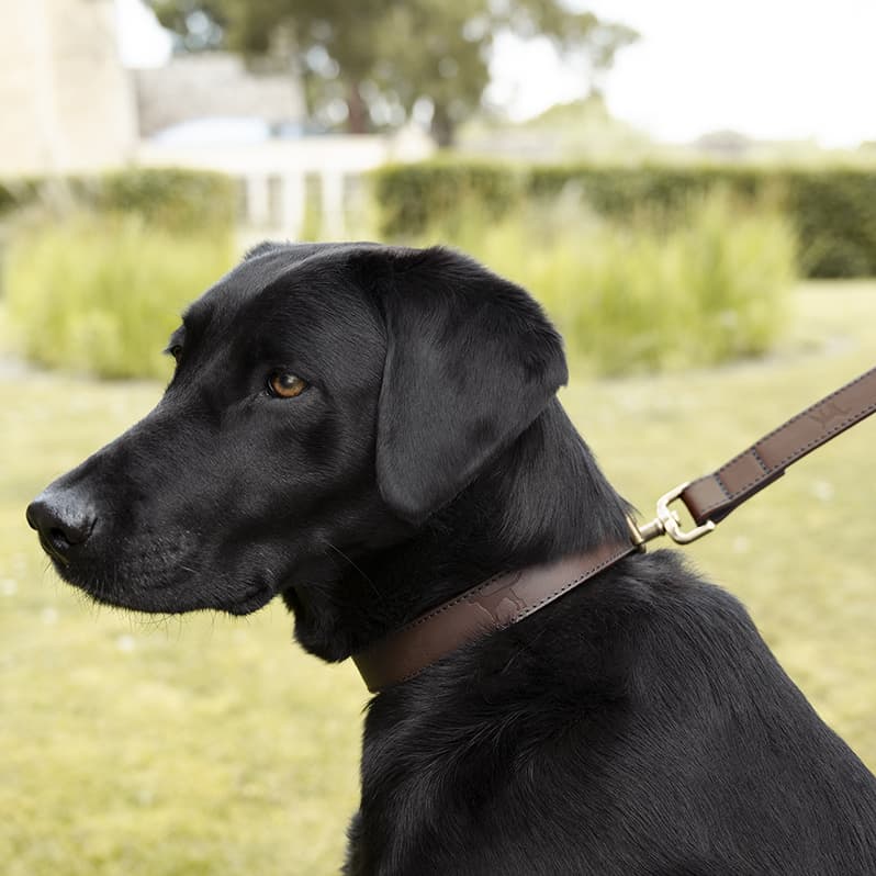 Woof Leather Dog Lead