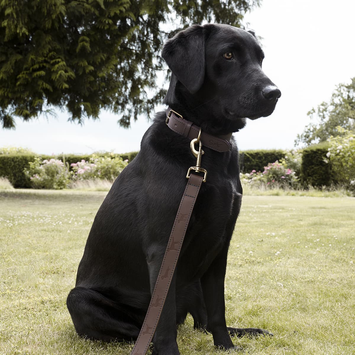 Woof Leather Dog Lead